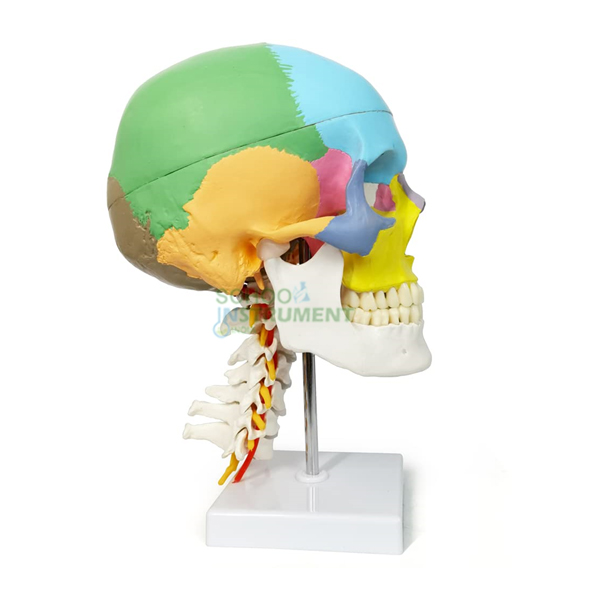 Human Skull Model with Fold-Out Guide